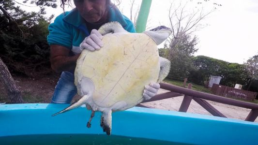 Video impactante: muestran una tortuga que defeca plástico