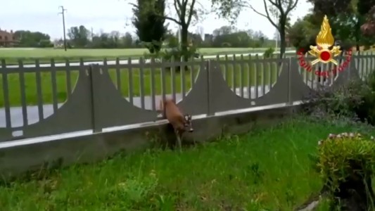 Ciervo tras las rejas por curioso