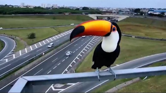 El tucán más famoso de Brasil