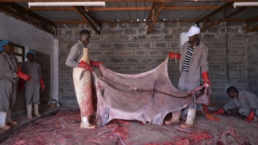 Grupo que protege a los animales pide a Kenia que deje de vender piel de asno a China