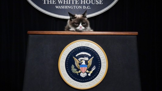 Dolor por la muerte de "Grumpy Cat", la gata gruñona que era estrella de las redes sociales