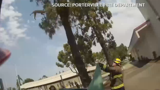 Rescatan a un gato que estuvo dos días subido a un árbol