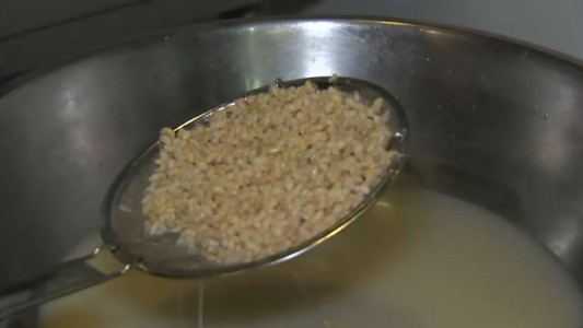 Larvas de hormigas Gourmet