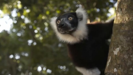 Cazadores furtivos en bosques de Madagascar