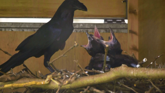 La Torre de Londres a salvo por los pichones de cuervo