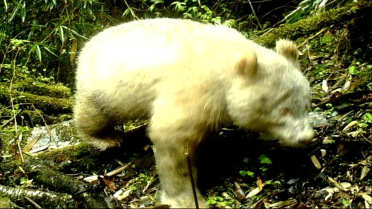 El extraño oso panda albino