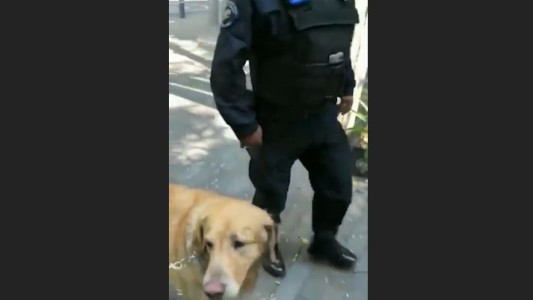 Insólito: perros terminan presos por bañarse en una fuente