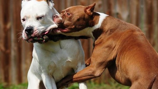 Se podrán instalar microchips para monitorear a "perros peligrosos" en Mar del Plata