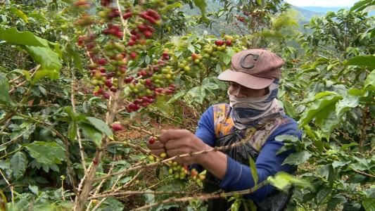 Por los bajos precios peligran las plantaciones de café en Colombia
