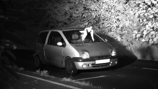 Un pájaro le evitó el pago de la fotomulta