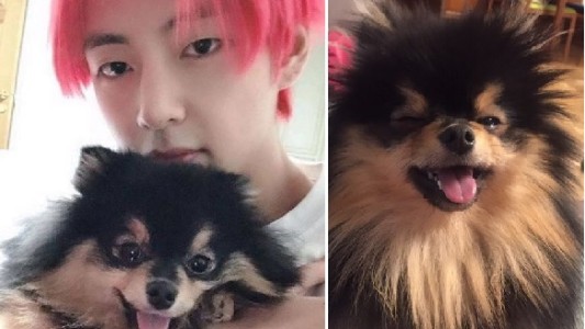¿Guiña el ojo? Tannie, el perro que enloquece a fanáticos de BTS