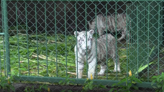 Estos son los nuevos integrantes del Zoo de Nicaragua