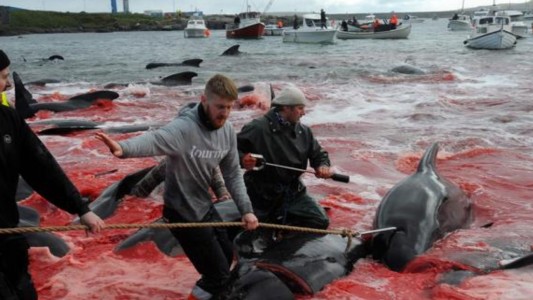 Masacraron a 250 ballenas y delfines en la Islas Feroe