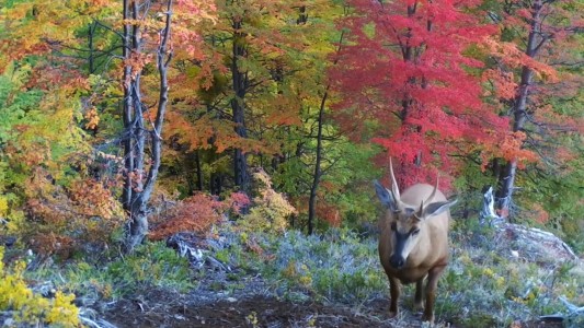 Avistan una colonia de ciervos en extinción en la Patagonia