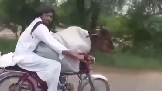 El transporte menos pensado: llevaba a su vaca en una moto