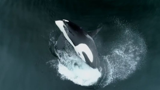 Así aprenden a cazar las orcas en California