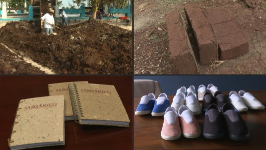 Emprendedores re utilizan las algas que azotan México