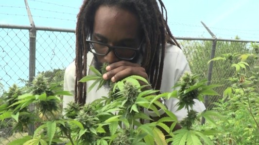 Jamaica: en busca del cannabis perdido