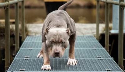 Un ladrón sufrió la amputación de una pierna tras ser atacado por dos pitbulls
