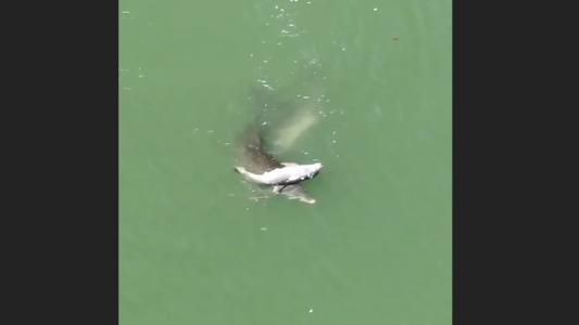 Conmovedor: una madre delfín no quiere abandonar a su cría muerta