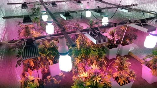 Cayó banda que vendía marihuana modificada genéticamente