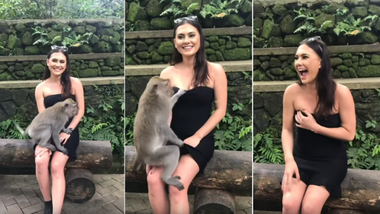 Blooper hot: un mono intentó bajarle el vestido a una turista