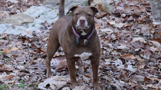 Masivo pedido para que no sacrifiquen a los pitbulls que atacaron a un ladrón