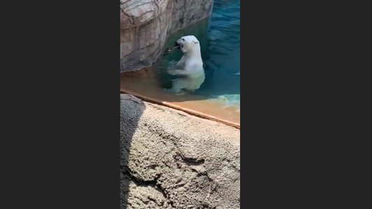 Un oso polar devora un pato ante los asombrados visitantes del zoo