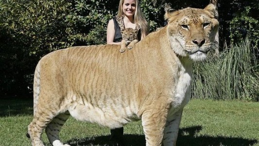 Apolo, la mezcla de tigre y león que sorprende por su gran tamaño