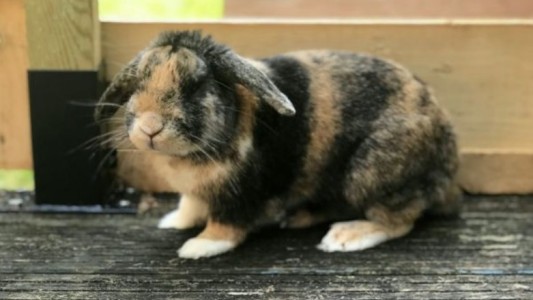 Un joven quemó el conejo de su ex novia en venganza por haberlo dejado