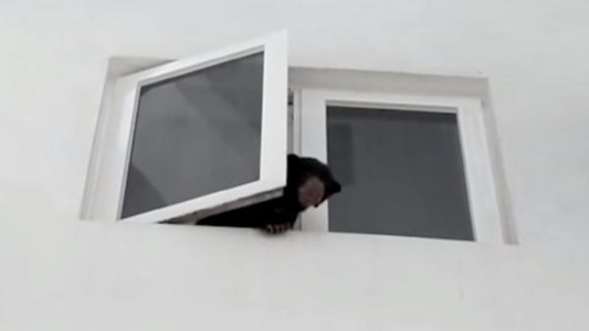 Ruidos molestos en un edifico: mujer tenía un oso de mascota en su departamento