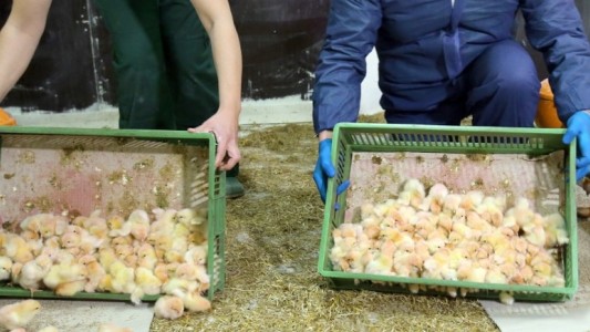 La Justicia valida la eliminación industrial de los pollitos machos