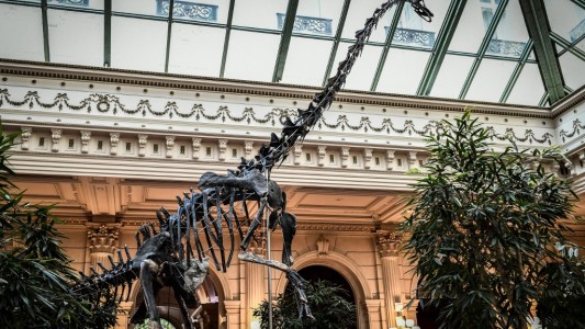 Subasta en París: no encuentran comprador para un fósil de dinosaurio