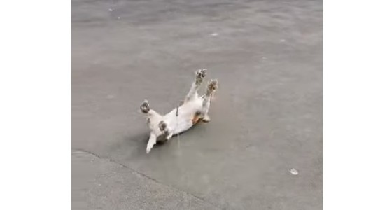 La triste historia detrás del perro que se desmaya al ver una bandada de patos