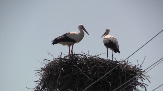 El pueblo donde las cigüeñas son reinas