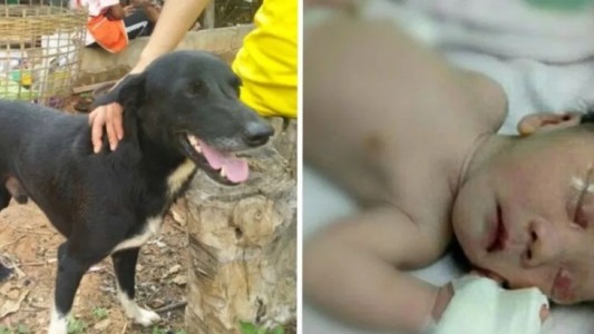 Un perro rescató a un bebé que había sido enterrado vivo por su madre