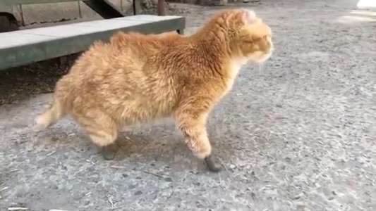 El primer gato con patas biónicas