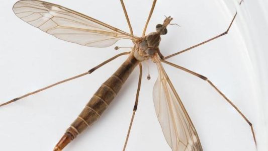 Invasión de típulas en Buenos Aires: de qué se alimentan estos "mosquitos gigantes"