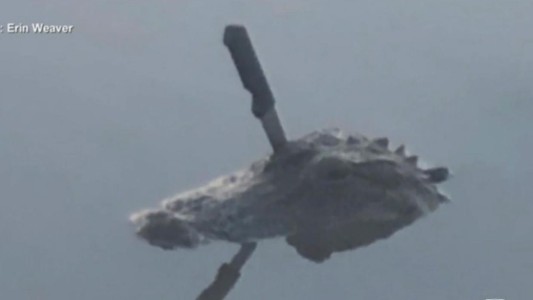 La foto del caimán con un cuchillo clavado en la cabeza que causó indignación