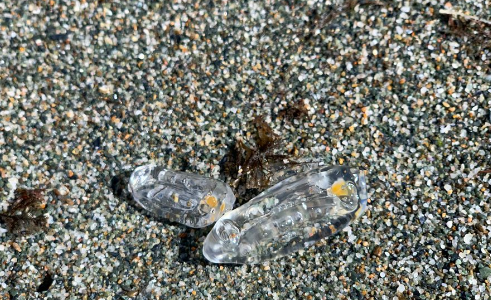 Extrañas criaturas aparecen en las playas españolas