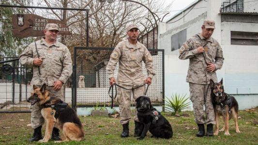 Retiran a tres perros detectores de drogas: "Pasarán la última etapa de su vida en un ámbito familiar"