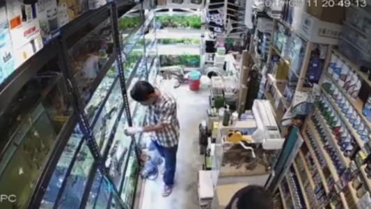 Envenena decenas de peces y queda grabado por una cámara de seguridad