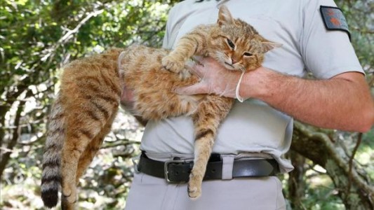 Afirman haber descubierto una nueva especia de felino: "El gato zorro"