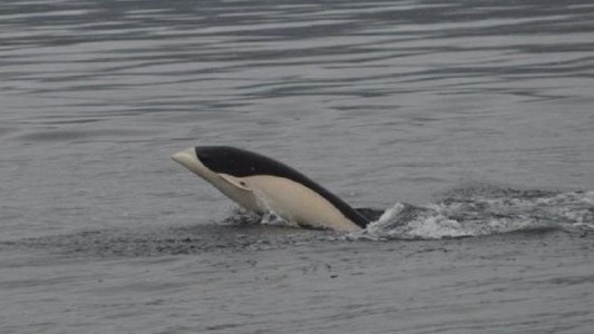 Por primera vez, lograron sacarle fotos al delfín liso en el Estrecho de Magallanes