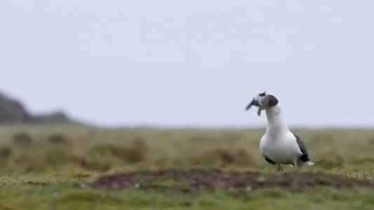 Video: la gaviota que se come un conejo de un solo bocado