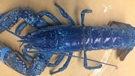Un cocinero recibió una langosta azul y en vez de cocinarla la donará a un acuario