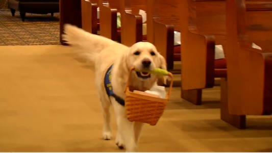 Perro asistente en funerales