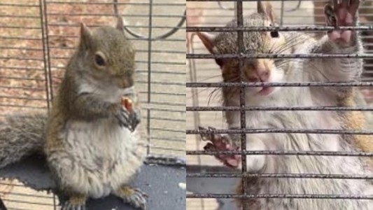 Narco le dio mentanfetaminas a una ardilla para usarla como "arma" contra la Policía