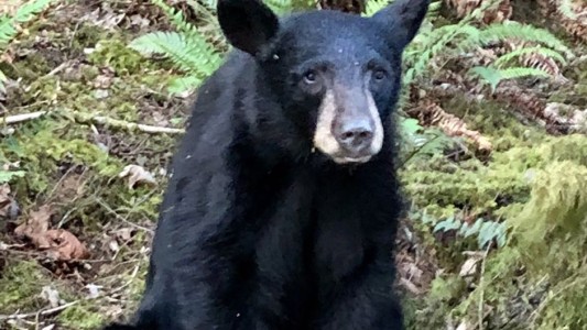 Mataron a un oso por estar demasiado acostumbrado al contacto con turistas
