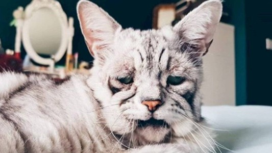 La enfermedad que transformó a este gato en "el más triste del mundo"